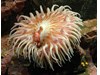 Photo of Fish-Eating Anemone - Urticina piscivora